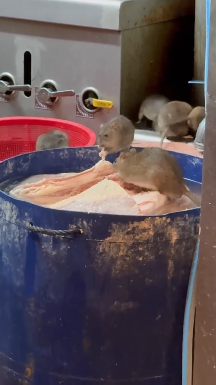 有網民上載一條影片，片中見到6隻老鼠進食桶內食材，大快朵頤。網上片段截圖