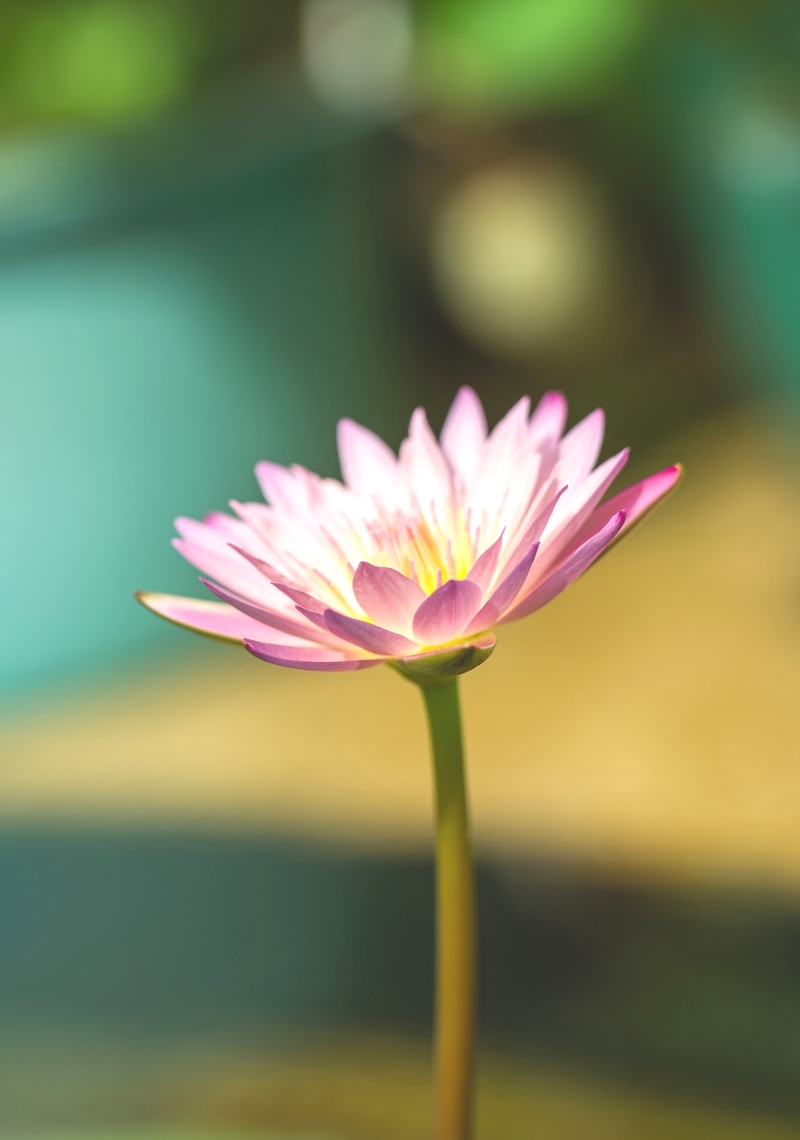 從不同角度拍攝,也可以拍出不一樣的荷花美感。