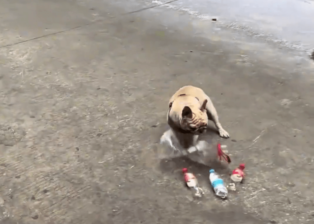 廣州寵物犬每日穿梭各處,熟練地收集空膠樽。 廣州寵物犬每日穿梭各處,熟練地收集空膠樽。
