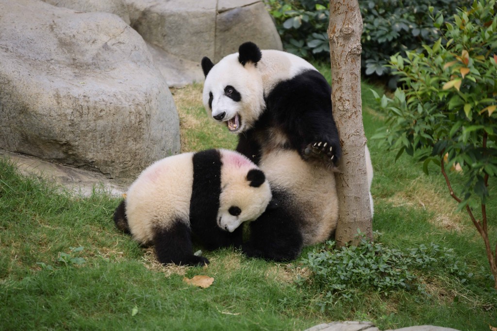 多留意新聞與時事,對於常識科甚有幫助。(圖片來源:海洋公園) 多留意新聞與時事,對於常識科甚有幫助。(圖片來源:海洋公園)