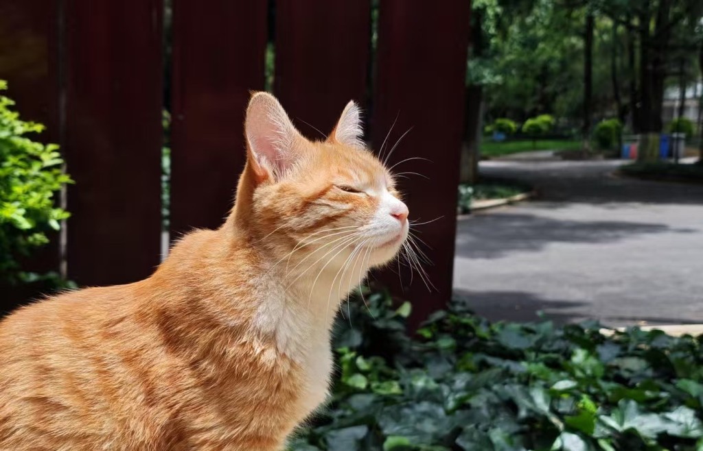 「小橘子」是雲南大學校園的一隻深受師生愛歡迎的流浪貓。微博＠吃瓜姊妹