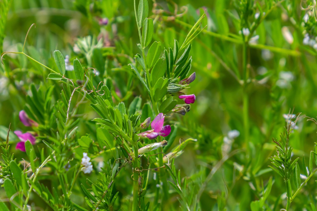 《詩經·小雅·采薇》中的「薇」是指大巢菜等豆科野豌豆屬植物。