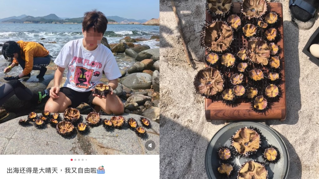 小紅書發帖「海膽自由」 遊客疑西貢違法捕捉 網民斥破壞生態：當海鮮放題？