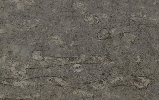 這是在櫟陽城遺址漢代農田遺跡中發現的牛蹄印。