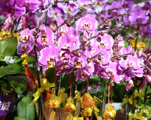 有花農認為,市民在今年新重的消費意慾想當樂觀。