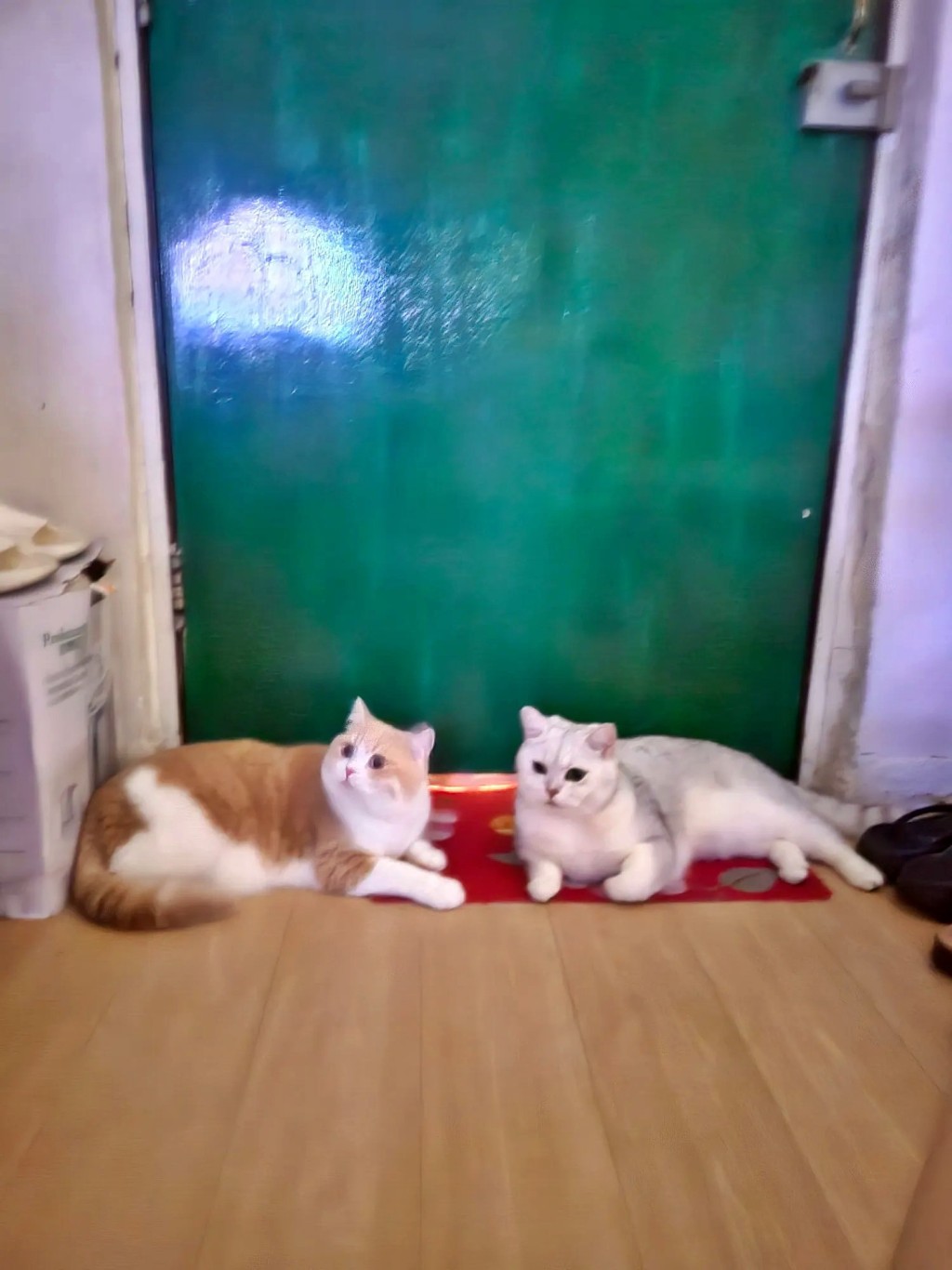 Threads截圖（資料來源：sscentgarden＠Threads）