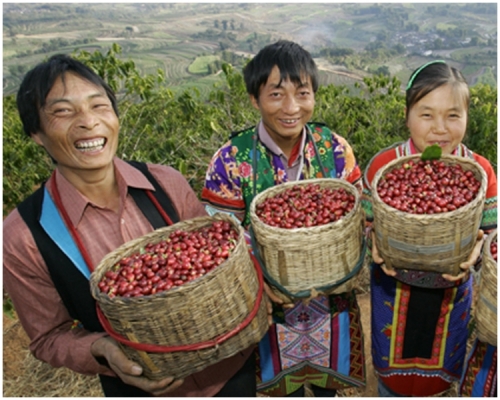 雲南咖啡產量佔全國的99%。網上圖片