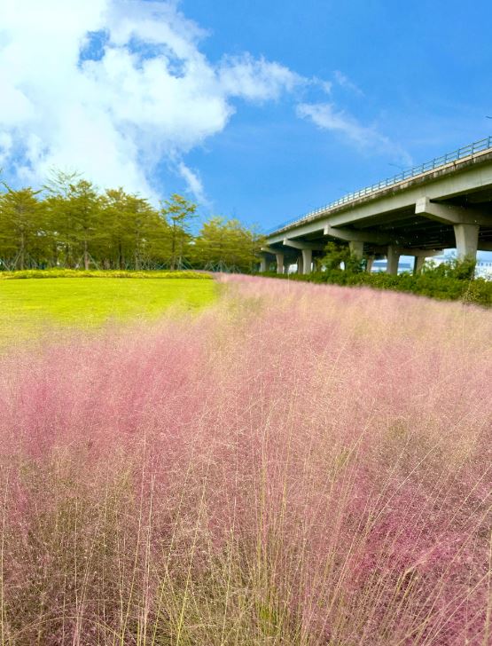 红山公园的粉红芒草地