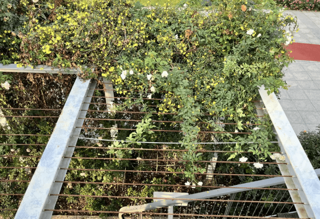 深圳福田區香蜜公園被發現有劇毒植物。(@深圳大件事)