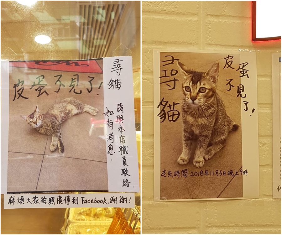 麵包店為失貓張貼啓事。天下貓貓一樣貓群組Ling Ling Lam 圖片