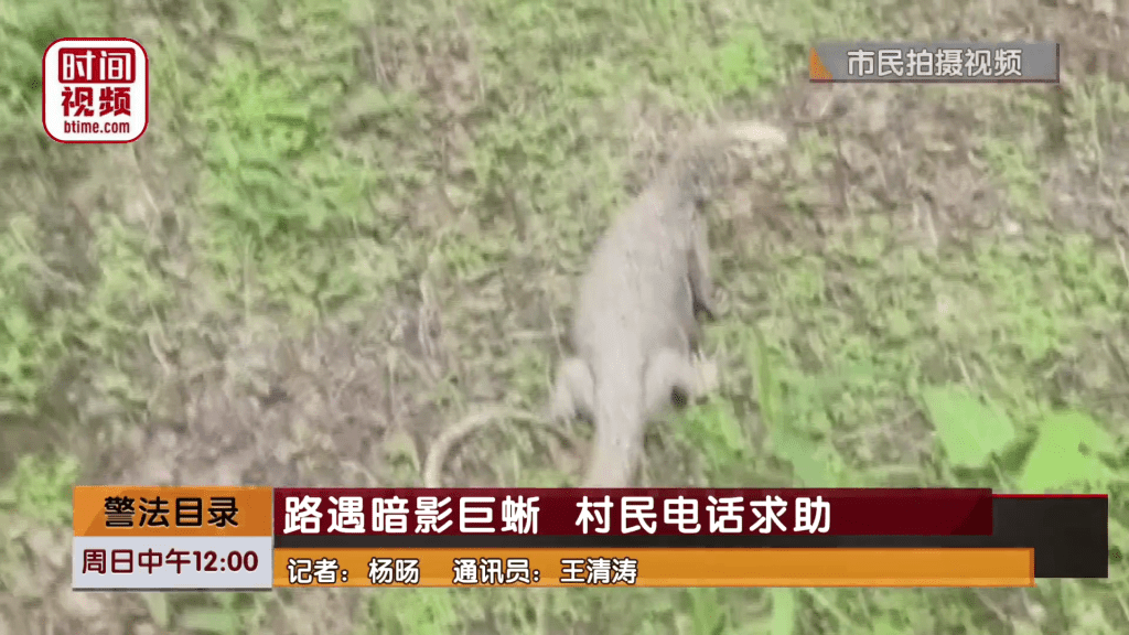 北京市民在路邊草叢發現1米長巨型蜥蜴。