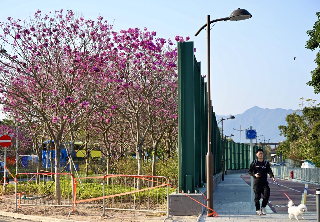 添馬公園將種植70、80棵紫花風鈴木。資料圖片 添馬公園將種植70、80棵紫花風鈴木。資料圖片