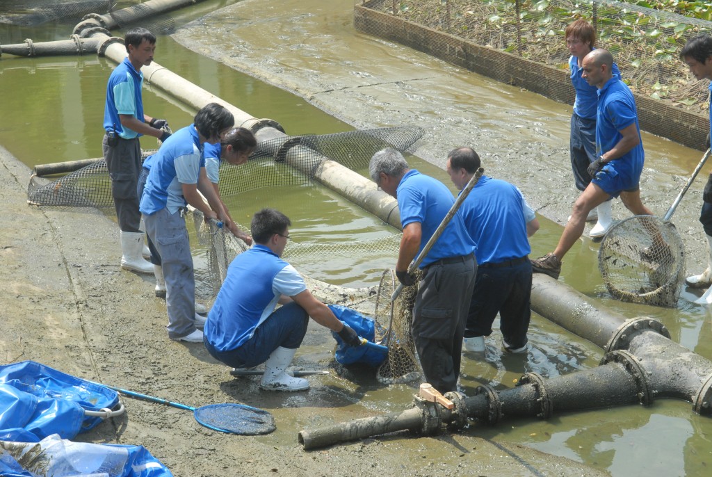 2009年9月，當局人員在青衣公園圍捕福鱷。資料圖片