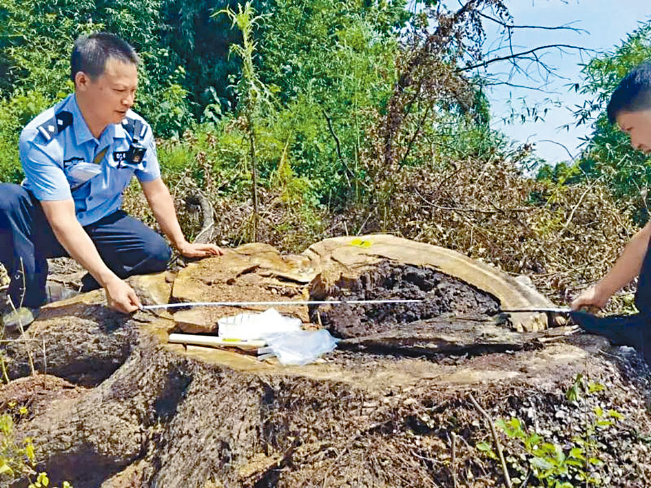 警方調查古樹被毒死案。