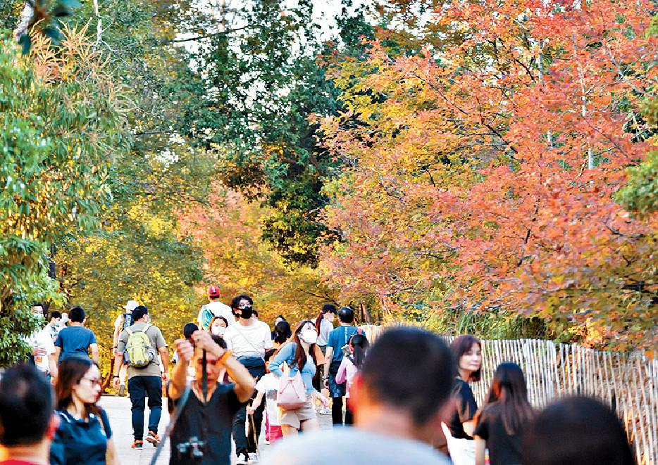 ■元朗大棠楓香林每年都吸引大批市民及遊客賞紅葉，港鐵季節限定紅葉巴士周六首發。
