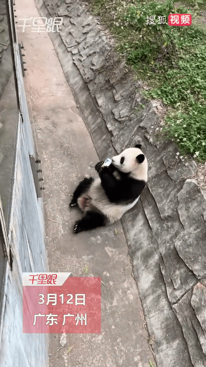 大熊貓雅一用鼻子聞一下飲料。