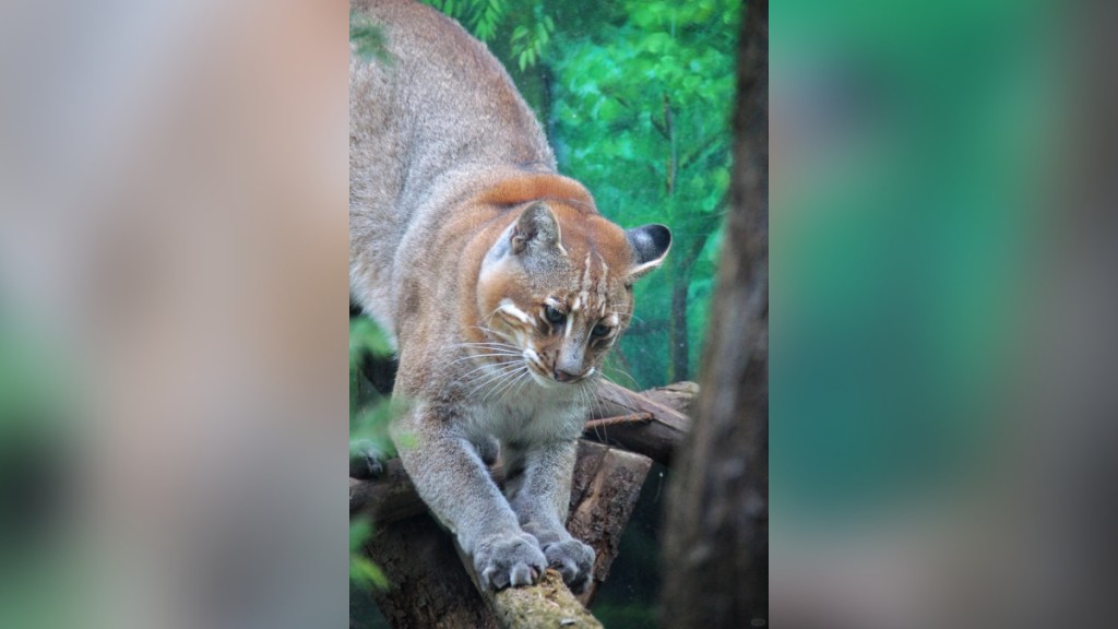 重慶金貓「阿宅」離世，全國動物園僅餘2-3隻同類動物，稀有過大熊貓。 