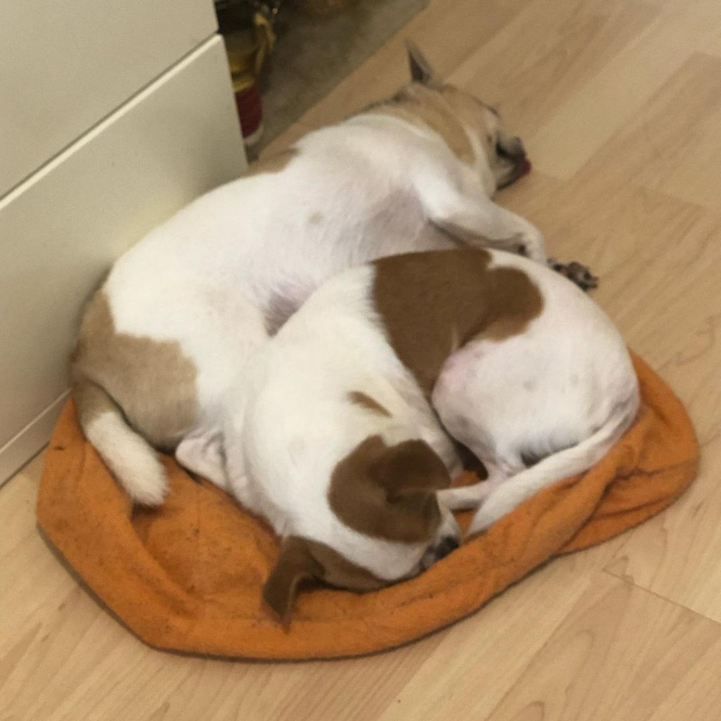 杜如風兩隻愛犬Dee Dee及Ding Ding。