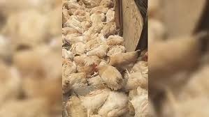 一名男子因吓死1100只鸡，被判囚6个月，缓刑1年。网图