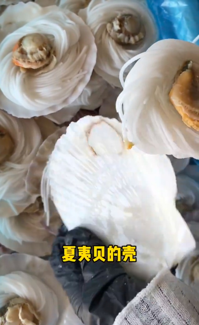 以夏夷貝（帆立貝）的殼盛載