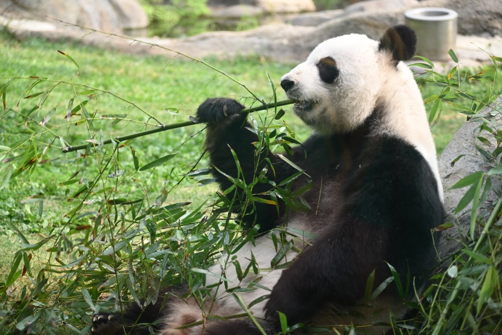 图为现居香港的熊猫盈盈。资料图片
