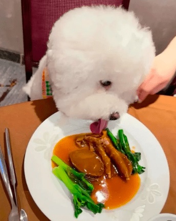 有狗隻爬上餐桌，帶來衛生隱患。