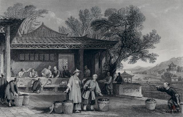 清代制茶场景 清代制茶场景