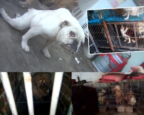 内地无良繁殖场环境恶劣，名种犬近亲繁殖，健康问题成忧。(网图)