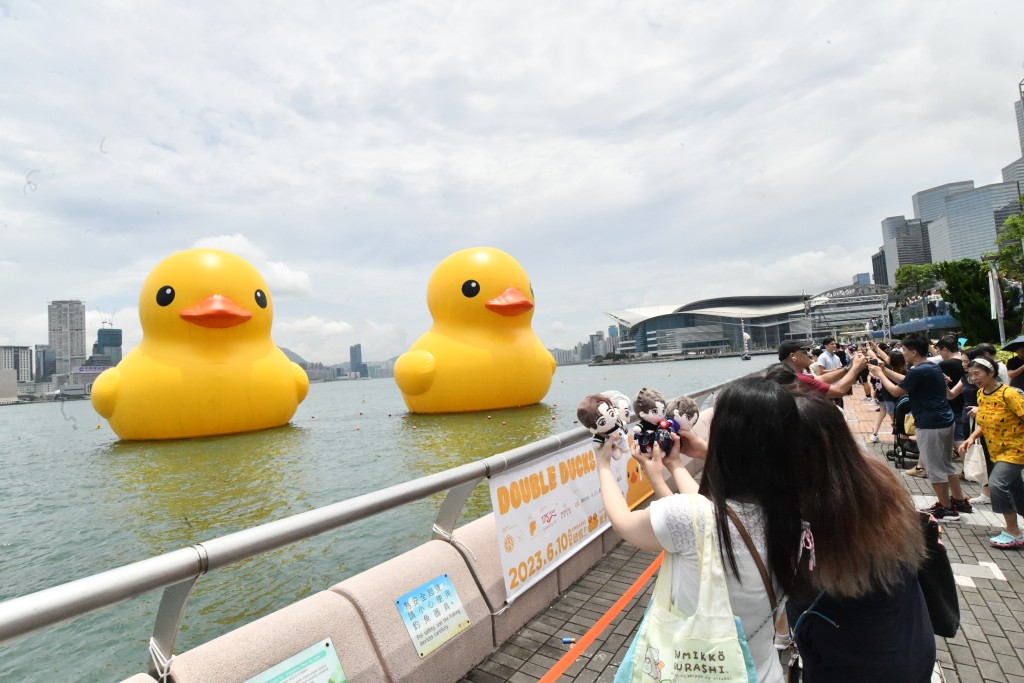 兩隻巨型黃色「橡皮鴨」今早仍於中環海濱供市民參觀。禇樂琪攝