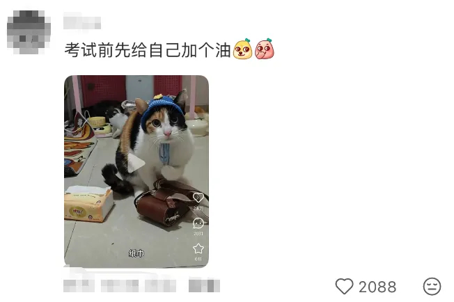 三色貓在網上爆紅。