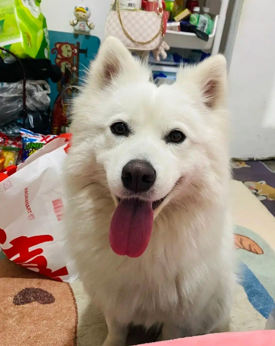 姜女士飼養小旺7年，感情甚深。微博