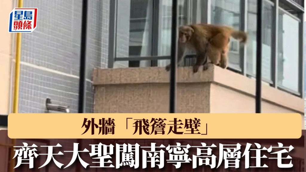 齊天大聖闖南寧高層住宅，外牆「飛簷走壁」。
