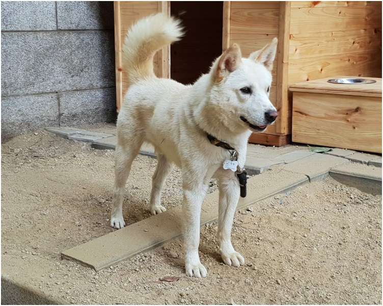 送予文在寅的其中一頭約一歲大雄性豐山犬。AP