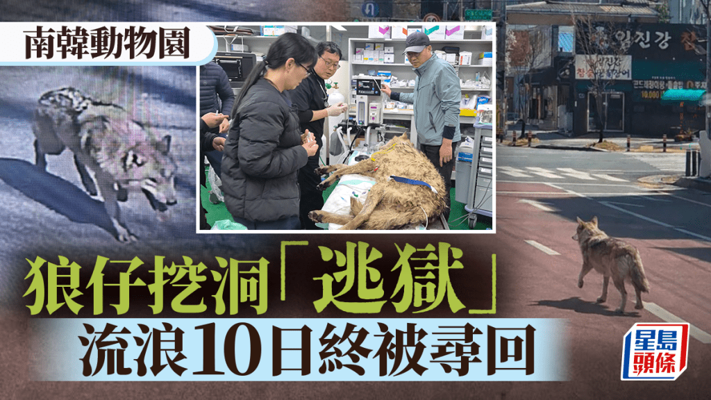 南韩动物园公狼挖洞「越狱」近10天 遭兽医射麻醉枪生擒