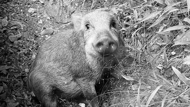 獸醫認為小野豬不能被完全醫治，因此替小野豬進行安樂死。香港野豬關注組FB圖片