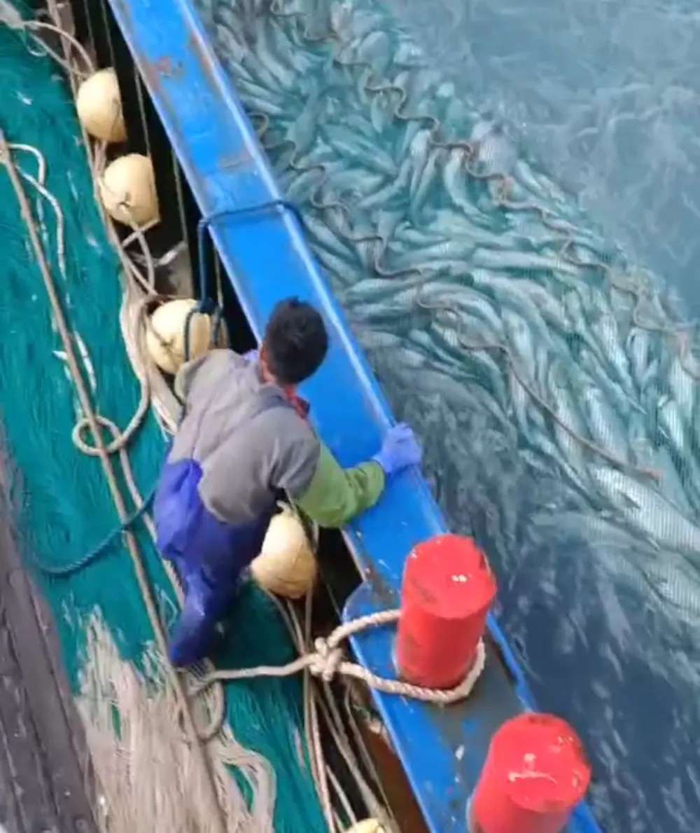 浙江渔民捕获巨型蓝鳍吞拿鱼。 浙江渔民捕获巨型蓝鳍吞拿鱼。