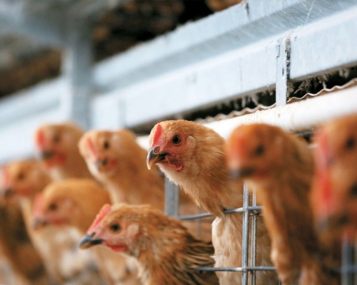 波蘭及日本秋田分別爆高致病性H5N1禽流感 。資料圖片