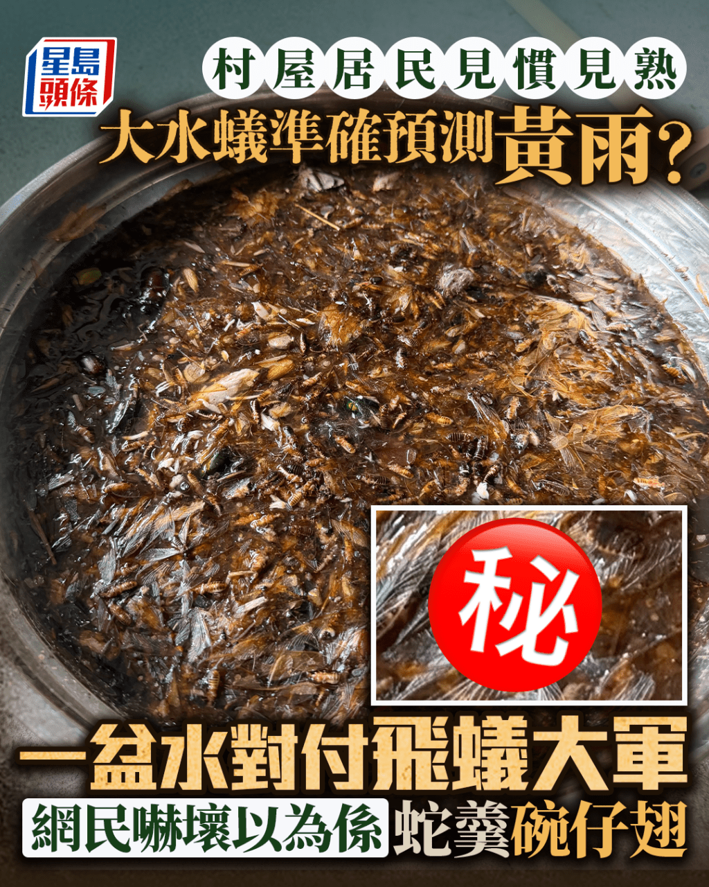 大水蟻準確預測黃雨？ 一盆水對付飛蟻大軍 網民眼花以為係蛇羹碗仔翅 村屋居民見慣見熟｜Juicy叮
