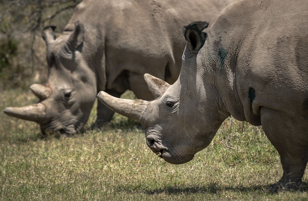 目前僅餘的2隻雌性白犀牛，是一對母女，母親名Najin（左），女兒叫Fatu（右）。美聯社