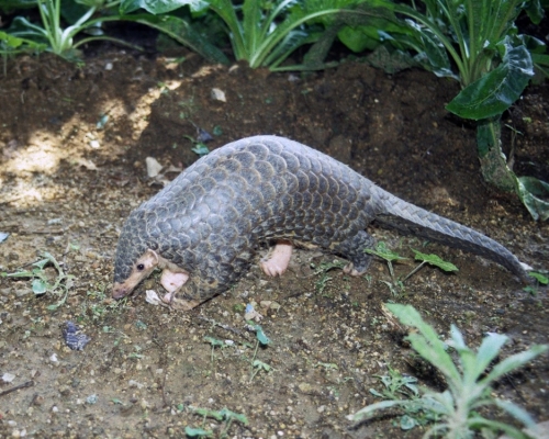 內地專家未有新冠病毒宿主。資料圖片