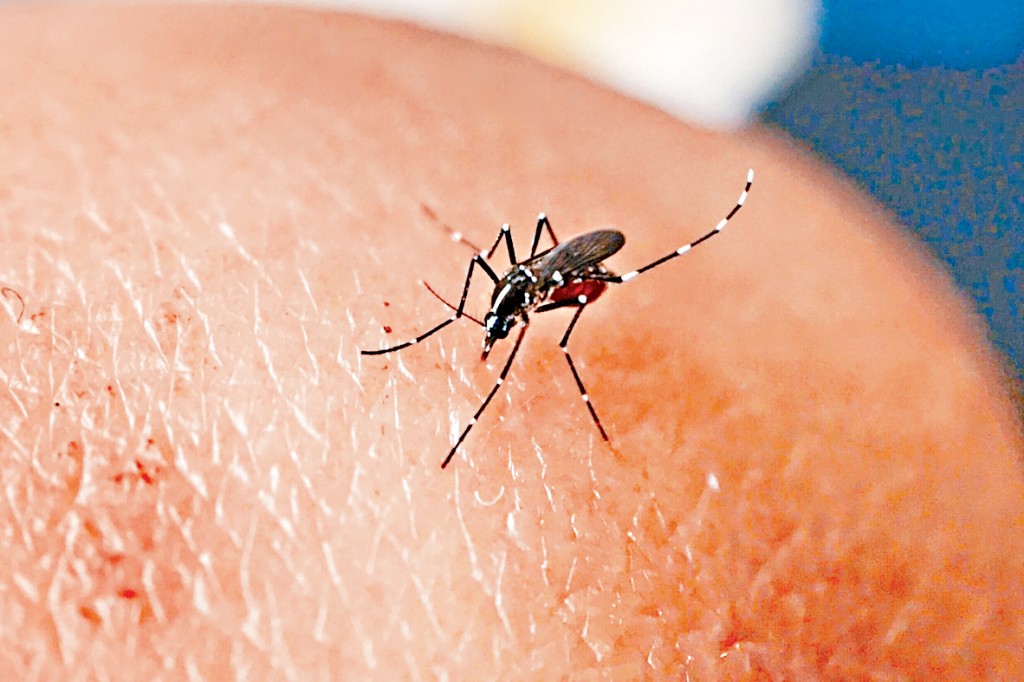 白紋伊蚊可傳播基孔肯雅熱，最新監察數字指其在港分布並不廣泛。