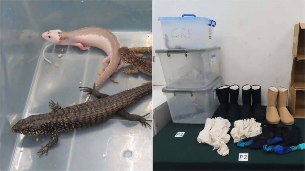 海关截查澳洲空运抵港零食 揭靴袜内藏13只走私活蜥蜴