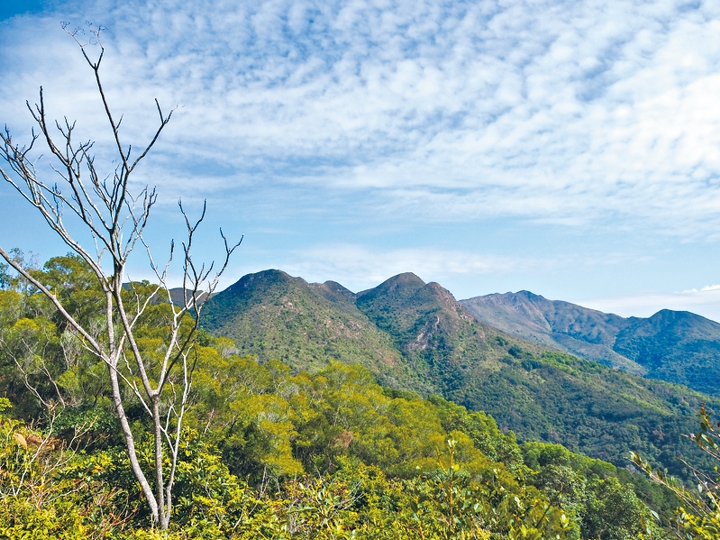 接連流水響水塘及鶴藪水塘的一段行山徑，輕鬆易走，風景也見開揚。