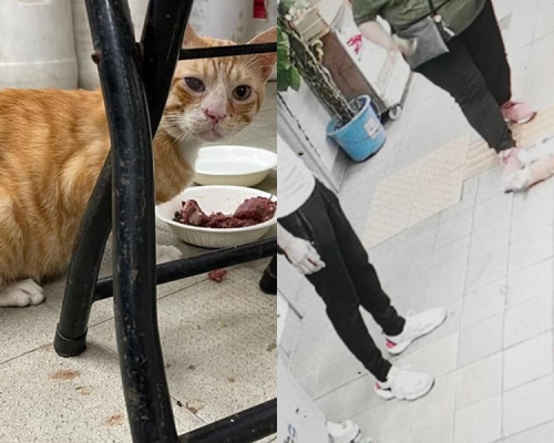 深水埗保安道街市猫遭男子抱走。天下猫猫一样猫群组图片