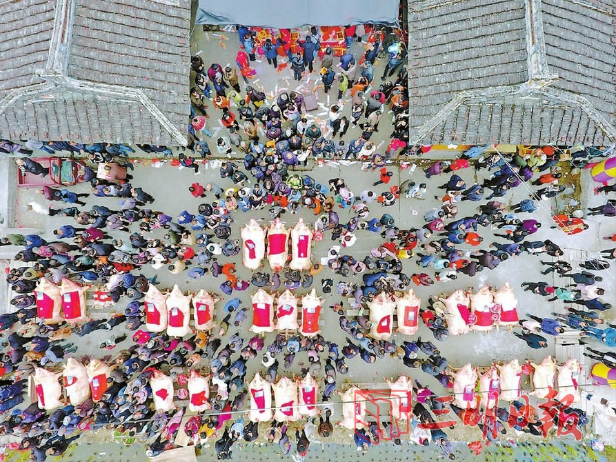 今年亦無意外地吸引衆多遊客,今年共晒了34頭豬。網圖