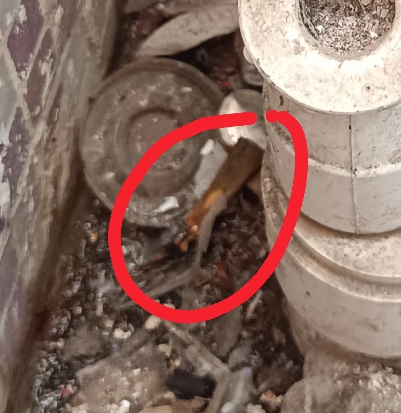 Threads截圖(資料來源:bluebell_raindrop@Threads) Threads截圖(資料來源:bluebell_raindrop@Threads)