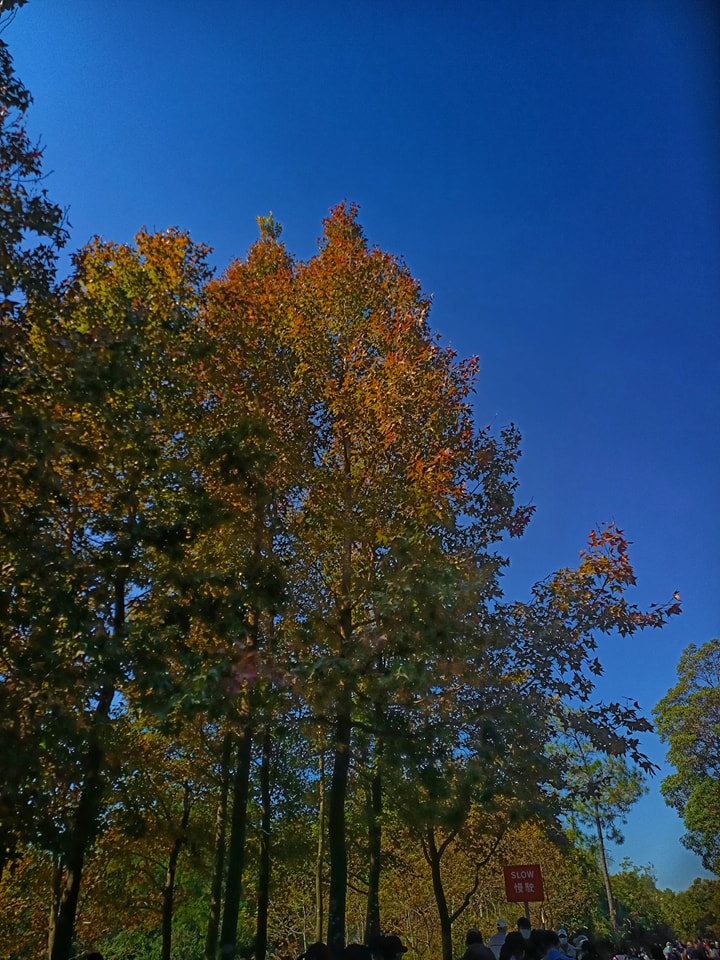 K Kwong今日到大欖郊野公園觀賞紅葉。facebook圖片