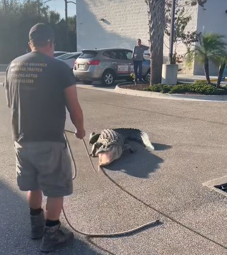 現場人員用繩索套住鱷魚頭頸。Facebook