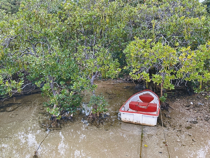 在長索島對面的鹿頸村沿岸海邊,水質清澈之餘,更可看見紅樹林植物,環境優美。