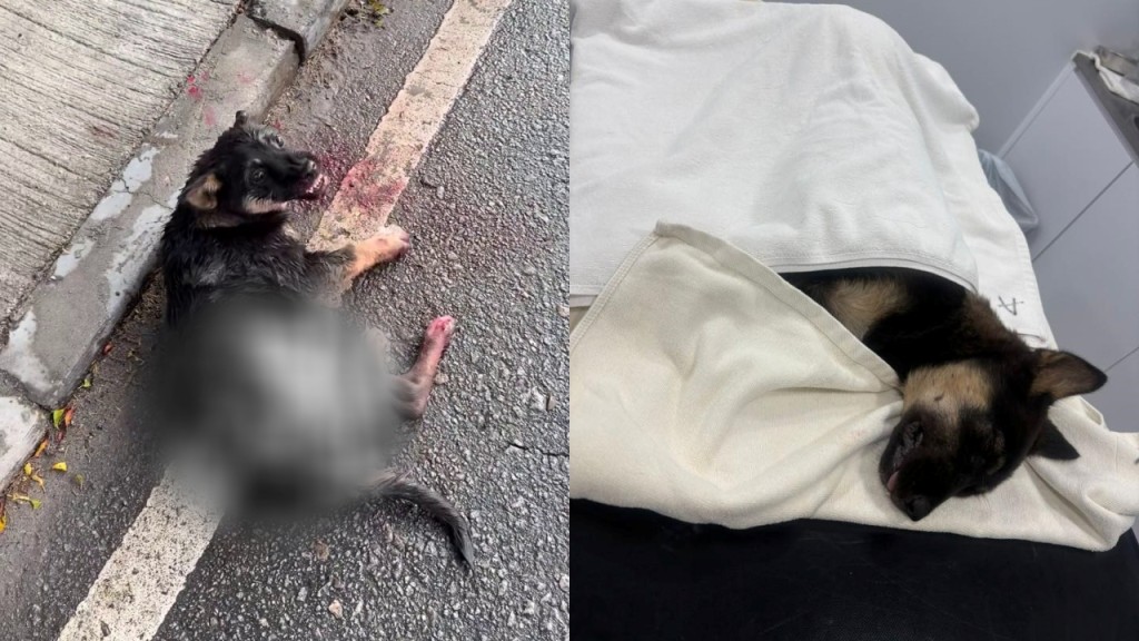 坪輋幼犬疑被撞斃 下半身皮膚遭活生生扯甩 肇事者不顧而去